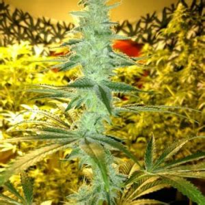 Large plants with well spaced easily trimmable buds. . Maine strain genetics